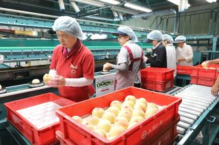 岡山県産桃いよいよ出荷本格化　サイズは小ぶり、糖度は例年以上
