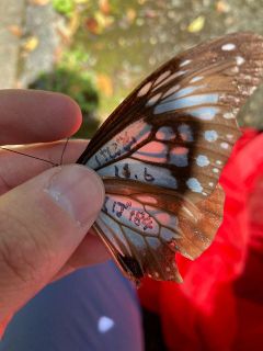 Ｘでバズった「旅するチョウ」、実は新記録　岡山から沖永良部まで１４１日間どこにいたのか、定説覆すかも