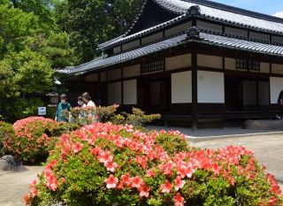 サツキ鮮やか、旧野崎家住宅庭園