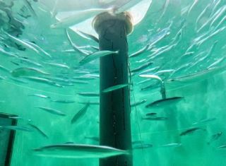 【サンマ】「庶民の味方」危うい未来　ピークの３割、養殖が鍵