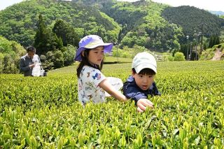 美作・海田地区は新茶シーズン　家族連れら茶摘み体験