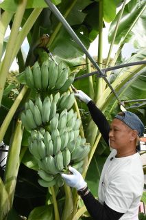 真庭市産のバナナ味わって　農家の金利さん栽培に力