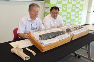 化石のタンパク質抽出に新技術　岡山理大など開発　種の特定 高精度に