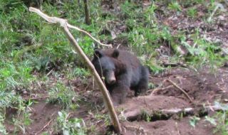 岡山県内クマ出没 ２６年過去最多に　１５日現在で計１６件、冬眠しない個体が活動か