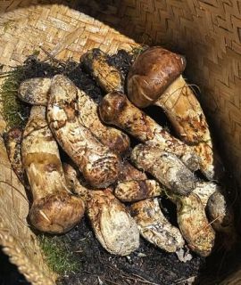 「こんな夢のような場所があるなんて」高級食材のマツタケが山にごろごろ　格安なのに地元で人気なし…実は知る人ぞ知る、ヒマラヤの小国の「眠る宝」