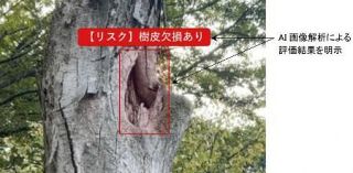 倒木リスク、ＡＩが判定　診断システム自治体導入へ　公園や道路脇、事故相次ぐ