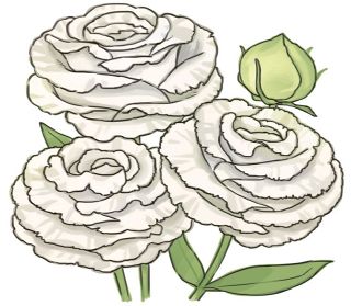 【花だより】トルコギキョウ　豪華、祝いのブーケにも