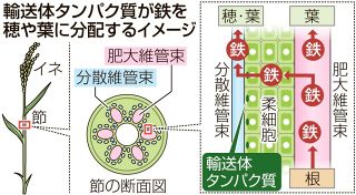 イネ生育に必須の鉄 葉や実に分配される仕組み解明　岡山大・馬教授ら、輸送体タンパク質発見