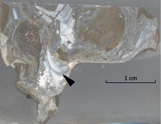 奈義のビカリア化石 成長線を確認　岡山理科大など 解明の基礎資料に