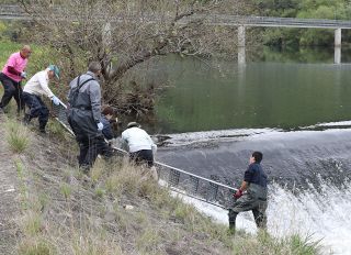 アユ遡上へ大曽根堰に簡易魚道　旭川南部漁協や岡山県が設置