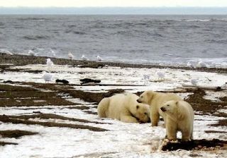 １月の世界平均気温は過去最高　２５年も記録的な高温状態続く