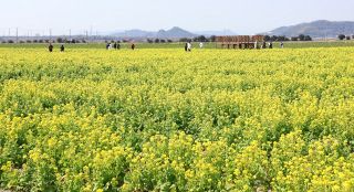 一面に黄色のカーペット　笠岡湾干拓地で菜の花見頃