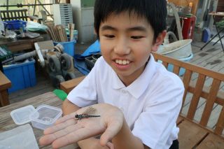 アオビタイトンボ捕まえた　倉敷・連島南小３河手さん 岡山県初