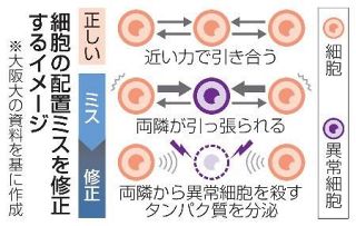 細胞“配置ミス”力で排除　がん関与か、治療応用期待　仕組み解明へ、大阪大