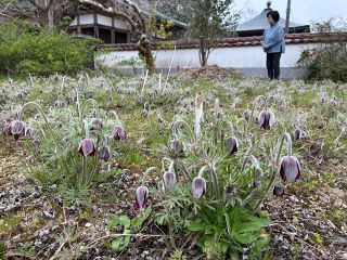 希少なオキナグサ 開花　吉備中央・円城寺、種を配布