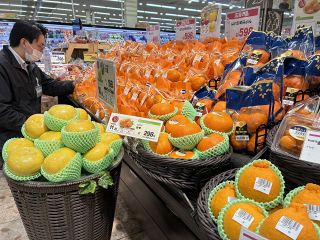 甘～い柑橘〝新顔〟続々　岡山の小売店、味や食感人気