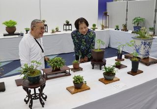 春の訪れ感じる草花１７０鉢　玉野で春の山野草展