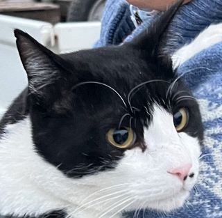 「猫エイズ」 記者の実家でも陽性　各地でまん延 治療法や接し方取材