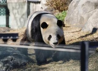 パンダが日本からいなくなる、Ｘポストを解析したら→ＡＩは「特定の層が頑張っている」　活発な「脱パンダ論」、誘致に浴びせる「媚中」批判が日本人に迫る「踏み絵」【データ・インサイト】