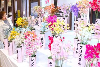 色鮮やか 船穂産スイートピーＰＲ　ＪＲ倉敷駅 展示イベントスタート