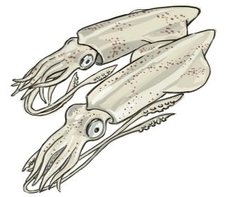 【食材ノート】ベイカ　春は甘い刺し身お薦め