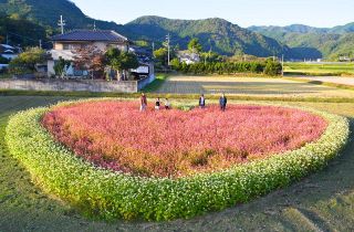 田んぼにソバのハートマーク登場　道行く人に癒やし 津山の中井さん栽培