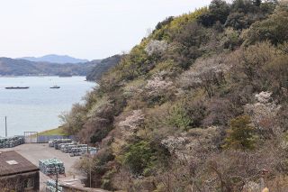 笠岡・神島外浦地区で山桜見頃　５日に恒例のまつり開催