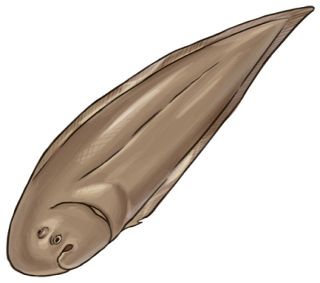 【食材ノート】シタビラメ　食べやすく料理多彩