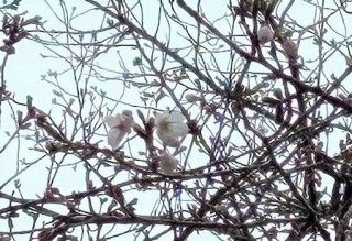 岡山市で桜開花 平年より３日早く