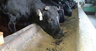 酒造りに使った炭、飼料に　牛ふん臭減少、活用広がる　神戸、古代の文献参考に