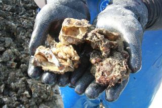 カキ、へい死や成育不良目立つ　日生町漁協が水揚げ本格化