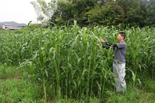 岡山・奈義でイネ科ソルゴー栽培 収量増へ農家協力　主食用米に転作増で餌不足、畜産支える新飼料に