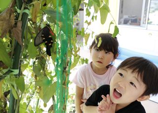 勝央・高取保育園でジャコウアゲハ羽化　園児ら地域の自然、生命の営み学ぶ