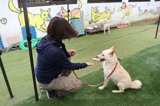 保護犬譲渡の活動促進へ　岡山市、ＣＦで支援金募る【動画あり】