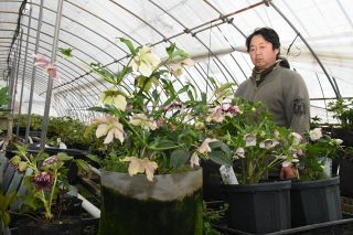 クリスマスローズ華やか　真庭の農園 出荷最盛期