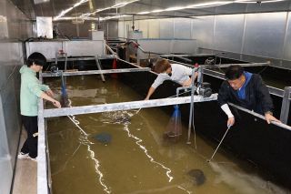 北木島でクルマエビを陸上養殖　倉敷・坂本さん 笠岡諸島に新たな産業を