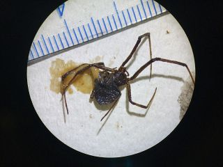 福山港でクロゴケグモ　広島県内で初確認