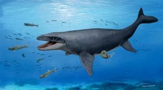 大阪の化石 海洋爬虫類モササウルス類の新種か　３５年前発見を再分析 岡山理科大などのチーム