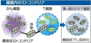 がん 天敵細胞“乗っ取り”　異常なミトコンドリア送り機能低下