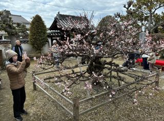 紅白の花、家族連れ満喫　仁科博士生家で観梅会