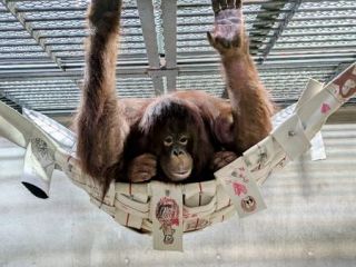 オランウータン絶滅防げ　繁殖に挑戦、愛媛の動物園