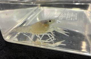 今度は白いザリガニ発見　岡山、遺伝的変異の可能性　サイピアで展示