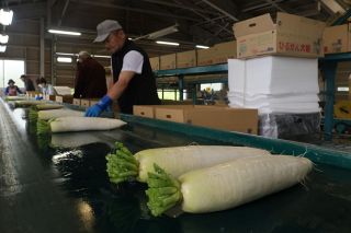 「ひるぜん大根」出荷本格化　甘さとみずみずしさ 出来上々