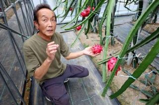 埼玉県で暑さ生かし熱帯原産の果実栽培挑む　ドラゴンフルーツ、今年初出荷「特産品に」
