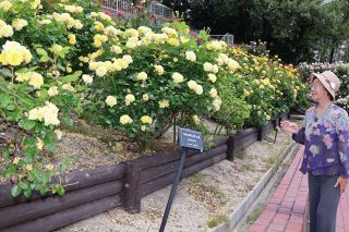岡山・半田山植物園 ２５日無料開放　バラ見頃、記念品も