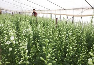 【産地のいま】笠岡市・矢掛町のラークスパー　大都市圏にリレー出荷　高収益、栽培農家募る