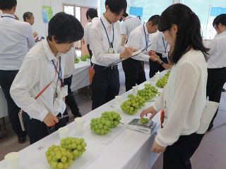 尾崎壮一郎さん（岡山市）最優秀「農林水産大臣賞」　２６年度マスカット岡山県共進会 入賞４４点