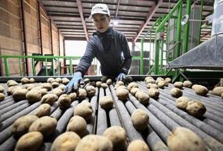 【米国産ジャガイモ輸入解禁】農家「死活問題」訴え　高齢化、作付面積減少