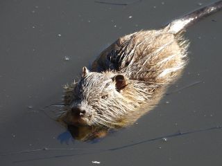 岡山市、食害予防に捕獲奨励金上げ　　ヌートリアなど４獣種 目撃増で
