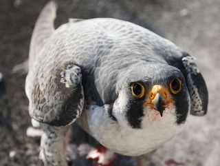 岡山市の高層ビルに自然の営み　ハヤブサの捕食、写真に収める